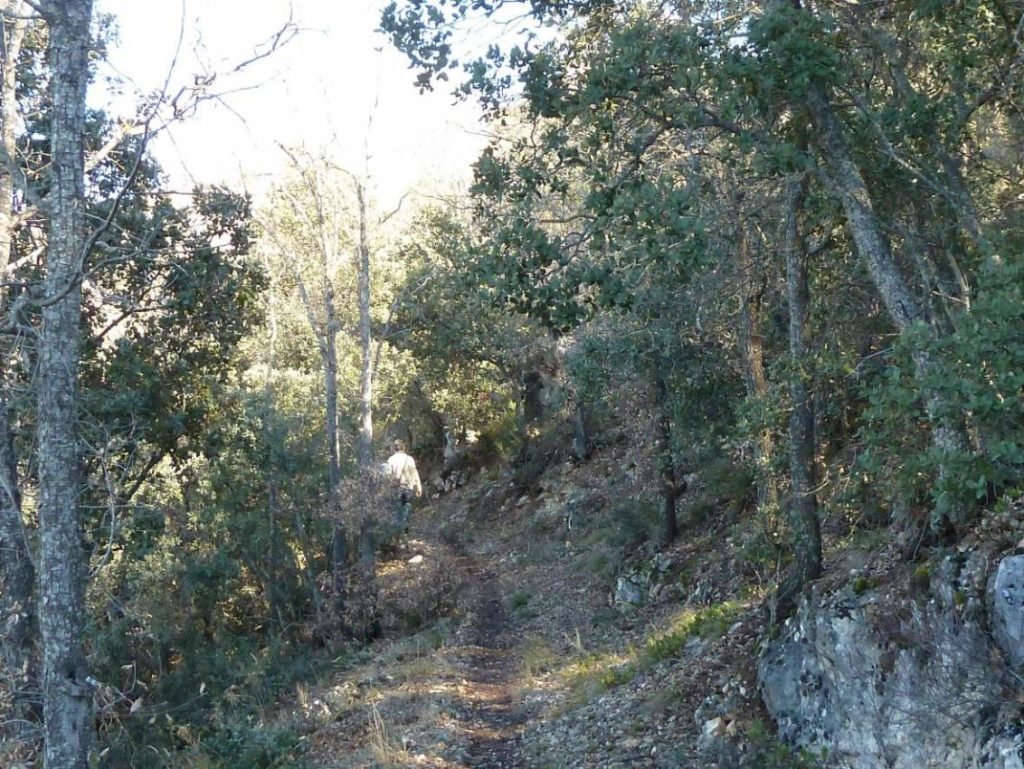 Bosque de quercineas (quejigo, encina y coscoja).