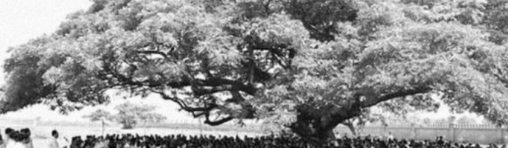 Under-the-tree-1